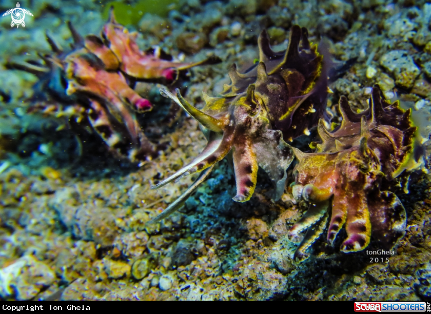 A Flambouyant Cuttlefish 