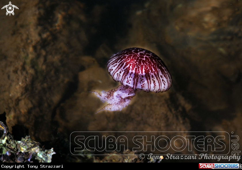 A Jellyfish