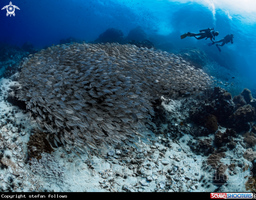 A Oxeye Scad