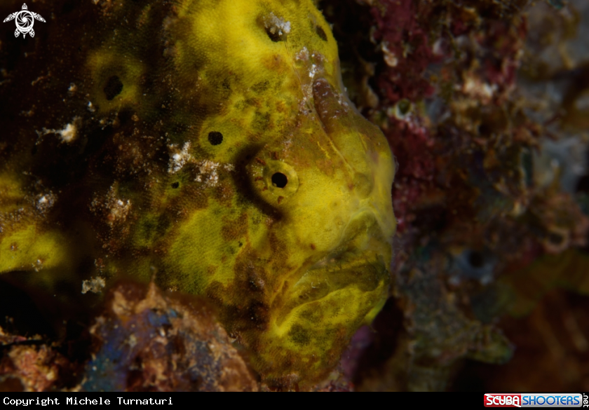 A Frogfish