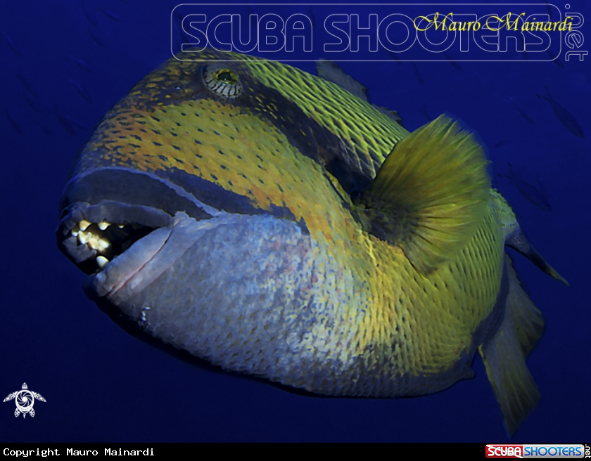 A Titan triggerfish