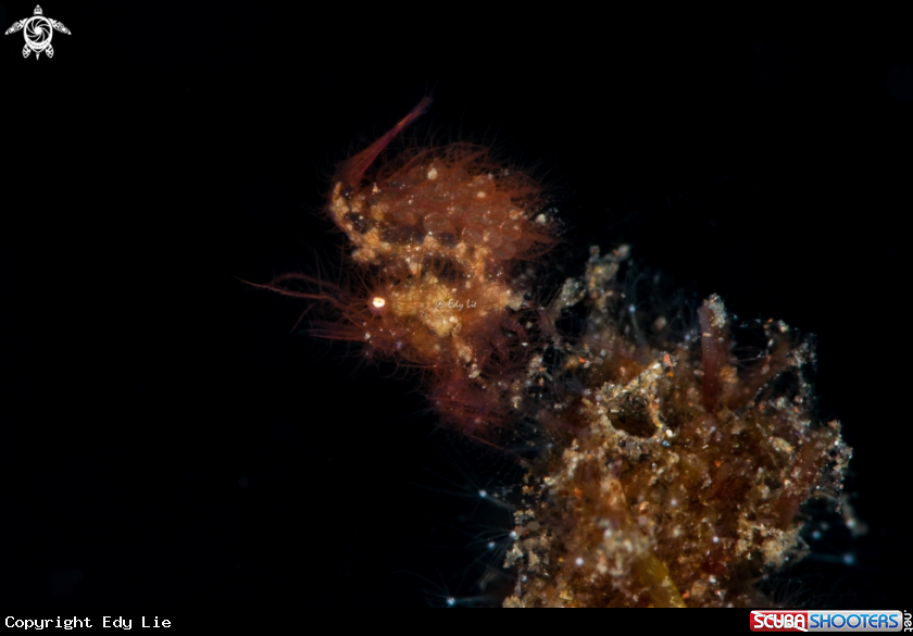 A Hairy Shrimp with eggs
