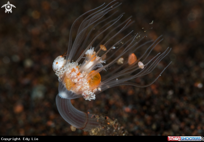 A Amphipods
