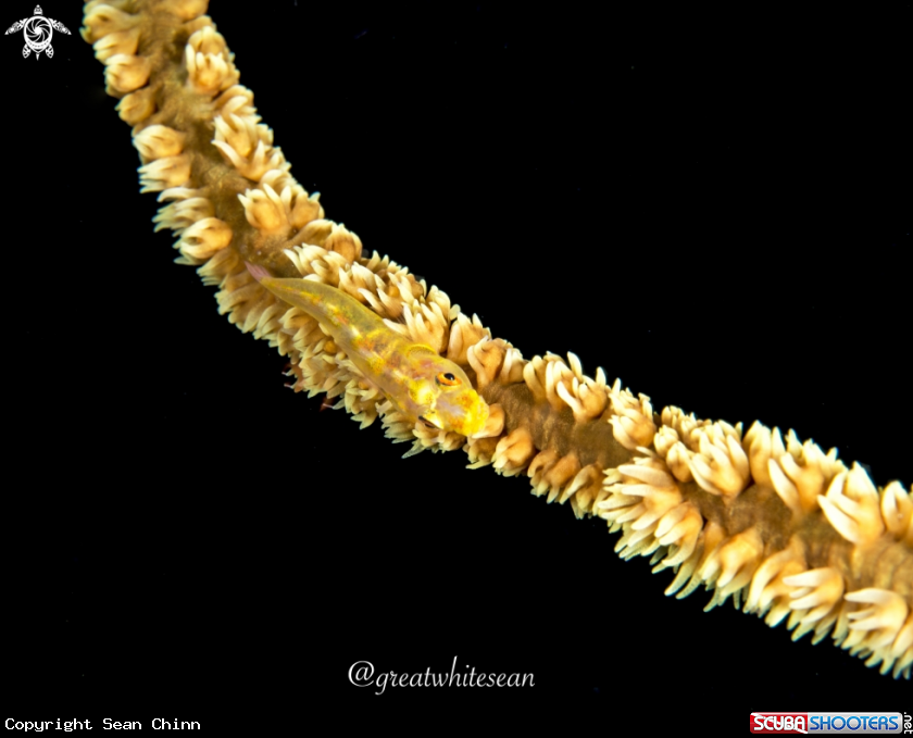 A Whip coral goby