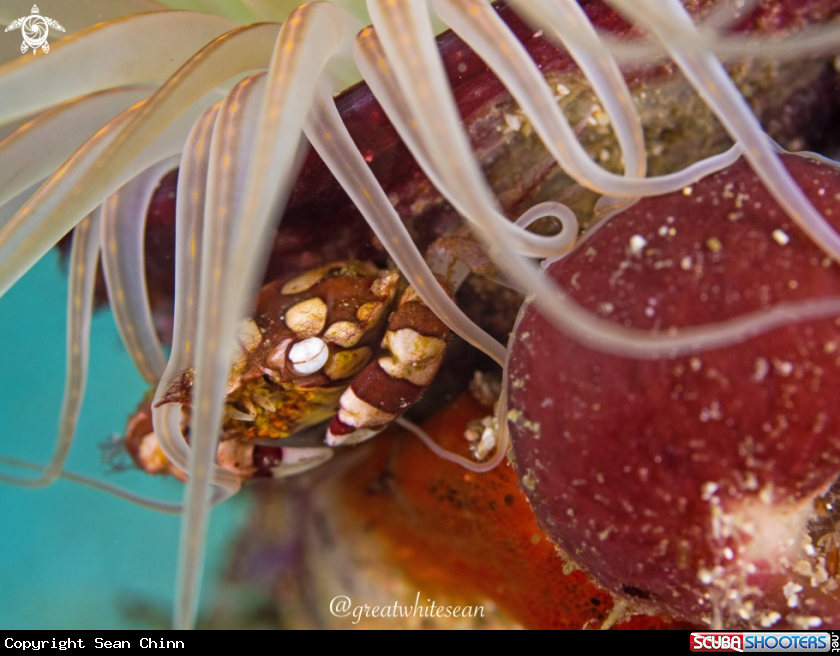 A Red and white harlequin crab