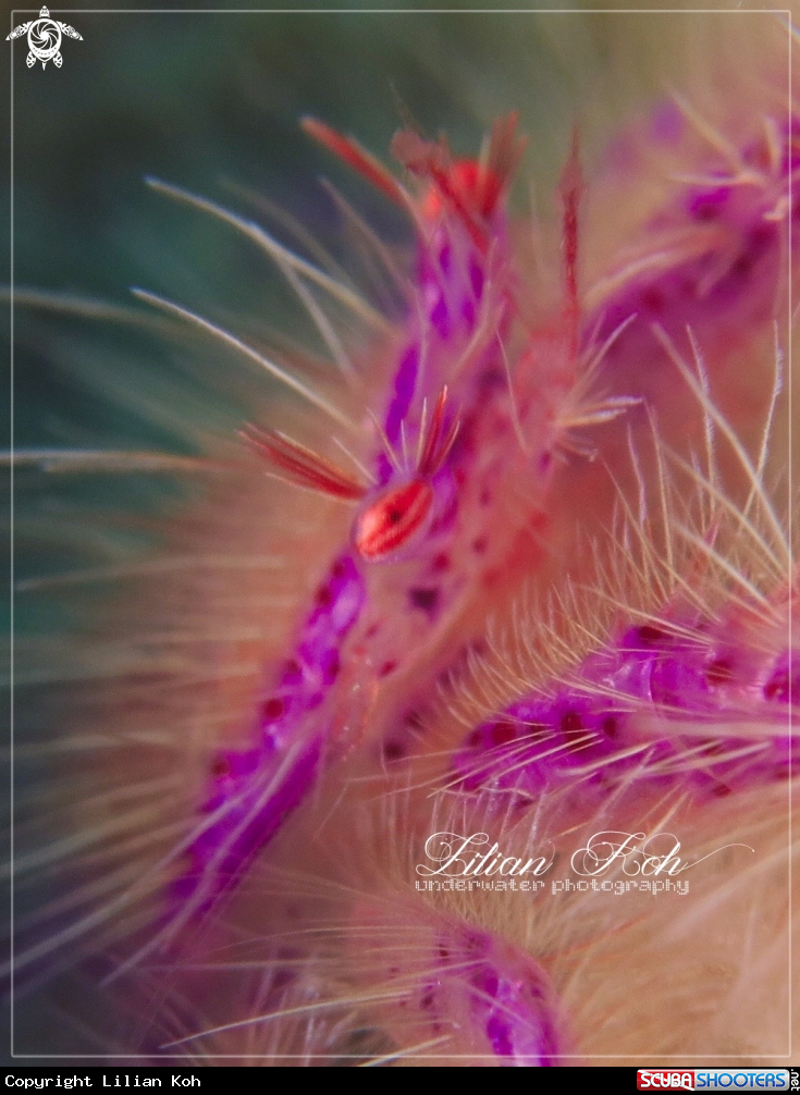 A Hairy Squat Lobster
