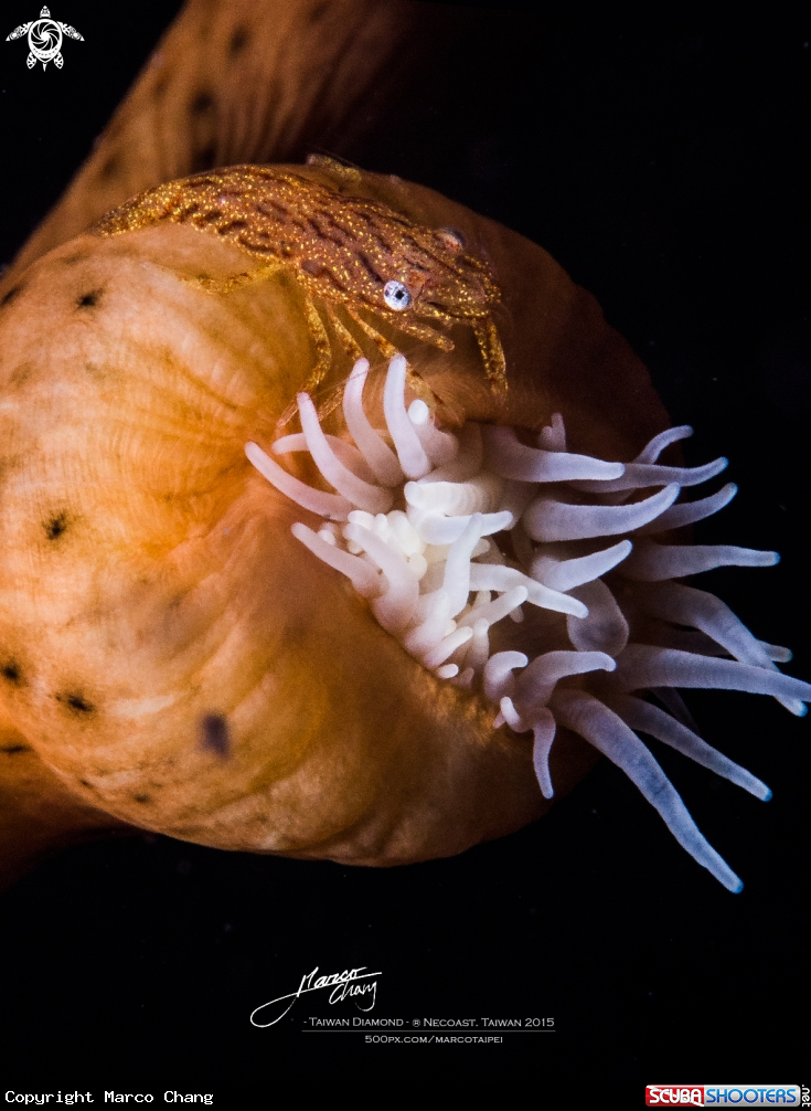 A leopard shrimp