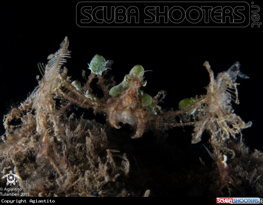 A Decorator Crabs