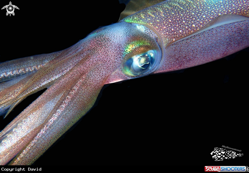 A squid