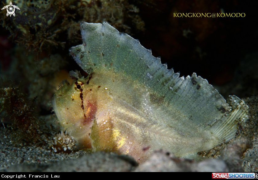 A Leaf fish