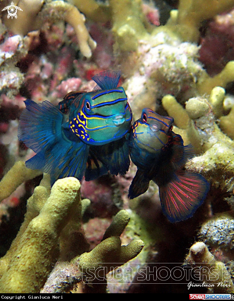 A Mandarin fish