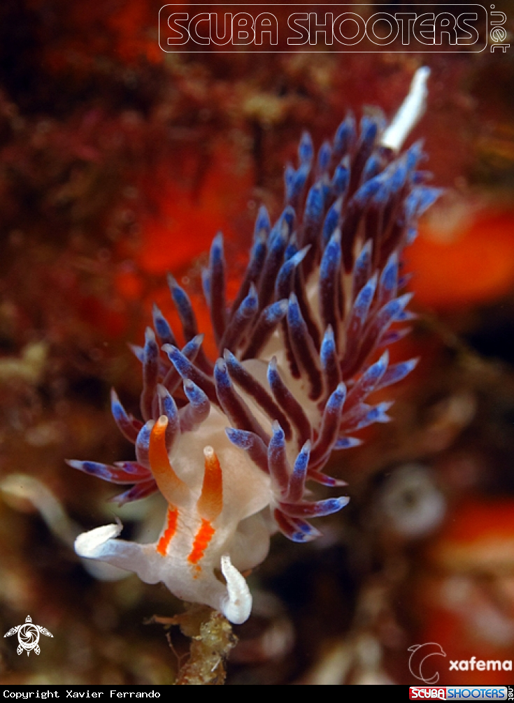 A underwater creature