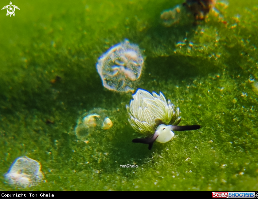 A Nudibranch