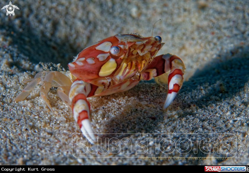A Porzellan Crab