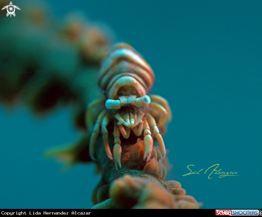 A dasycaris zanzibarica