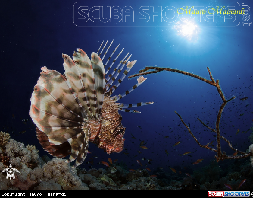A Lionfish
