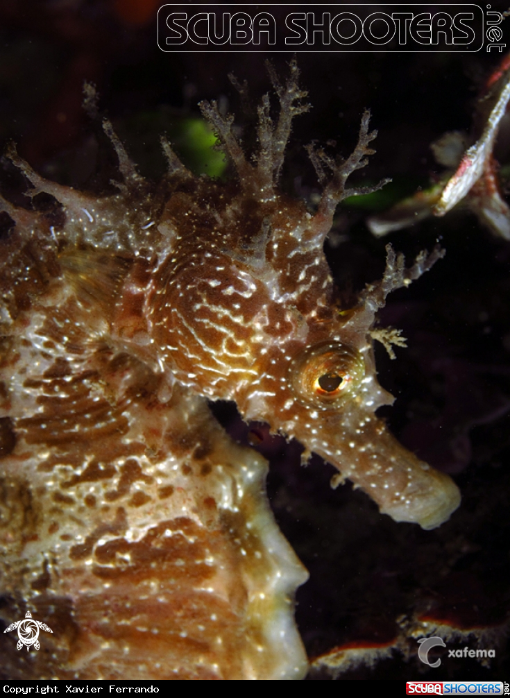 A underwater creature