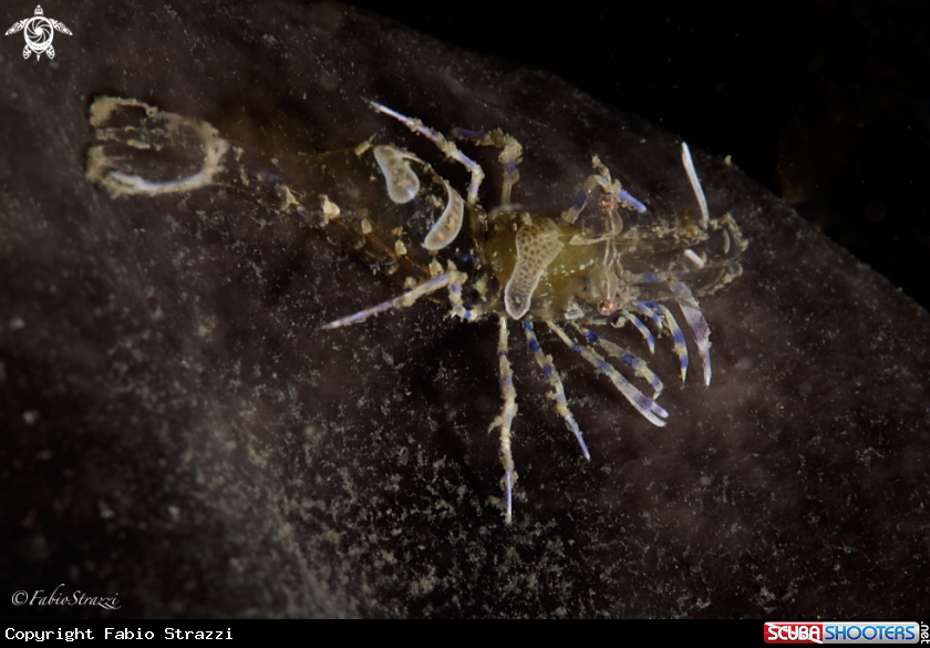 A Periclemenes amethysteus
