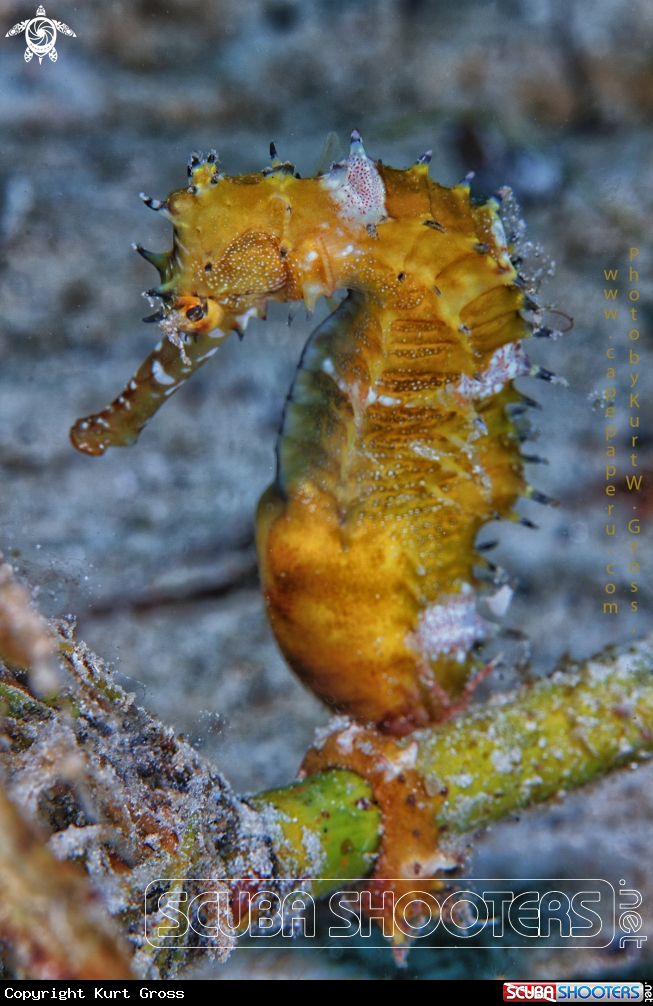 A Histrix Seahorse
