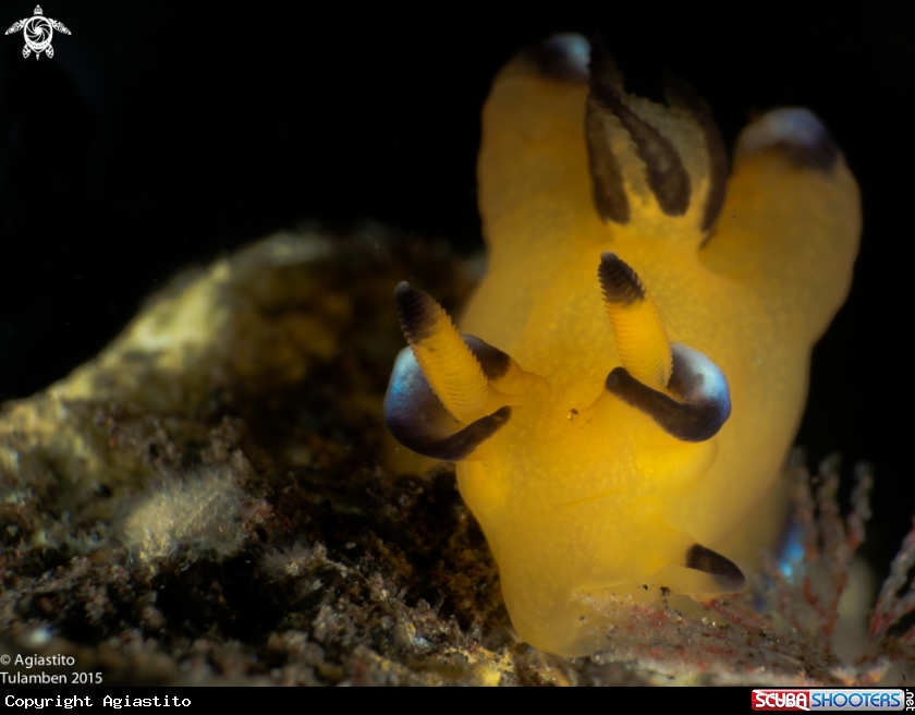 A Pacifica Thecacera