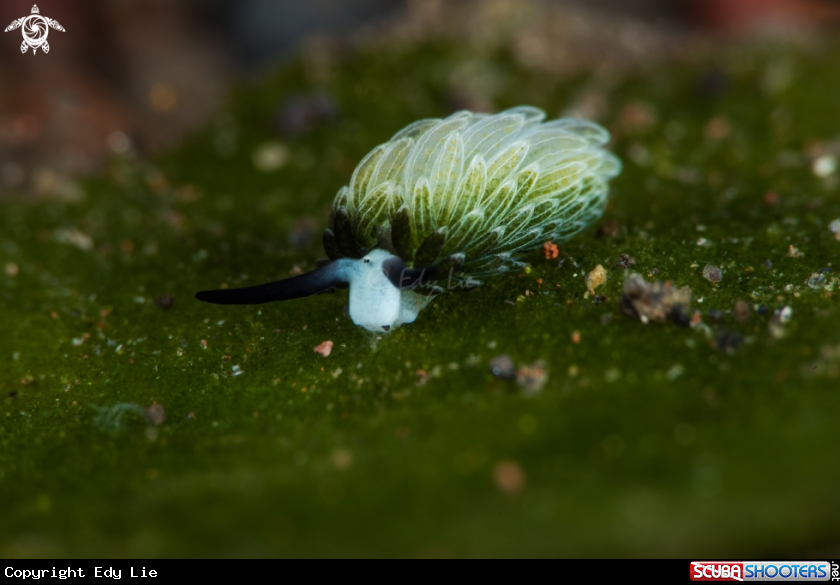 A Costasiella Usagi