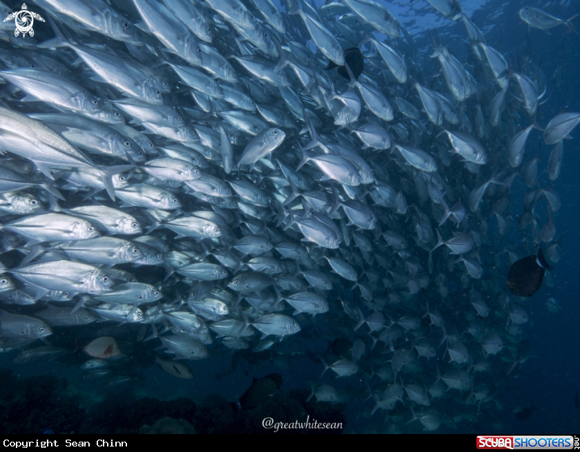 A Jackfish