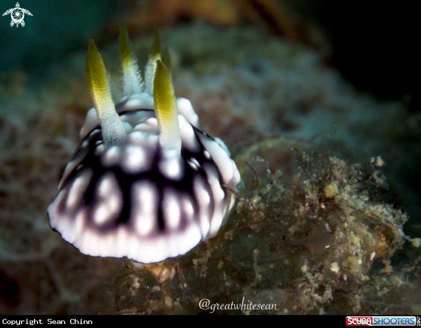 A Nudibranch