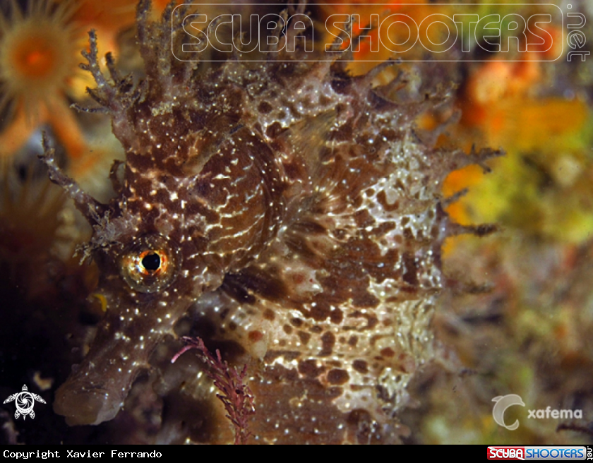 A underwater creature