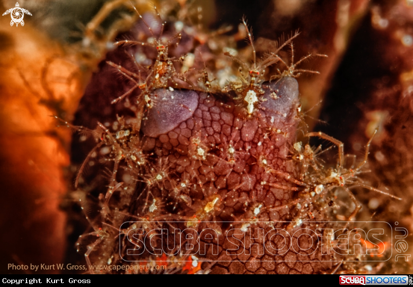 A Skeleton shrimp's