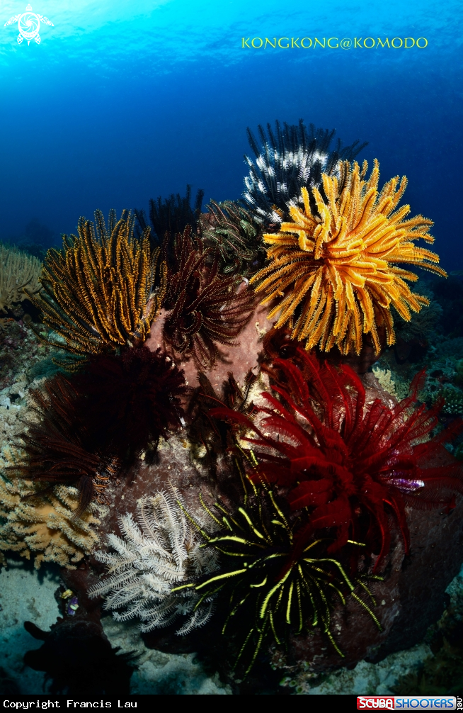 A Reef