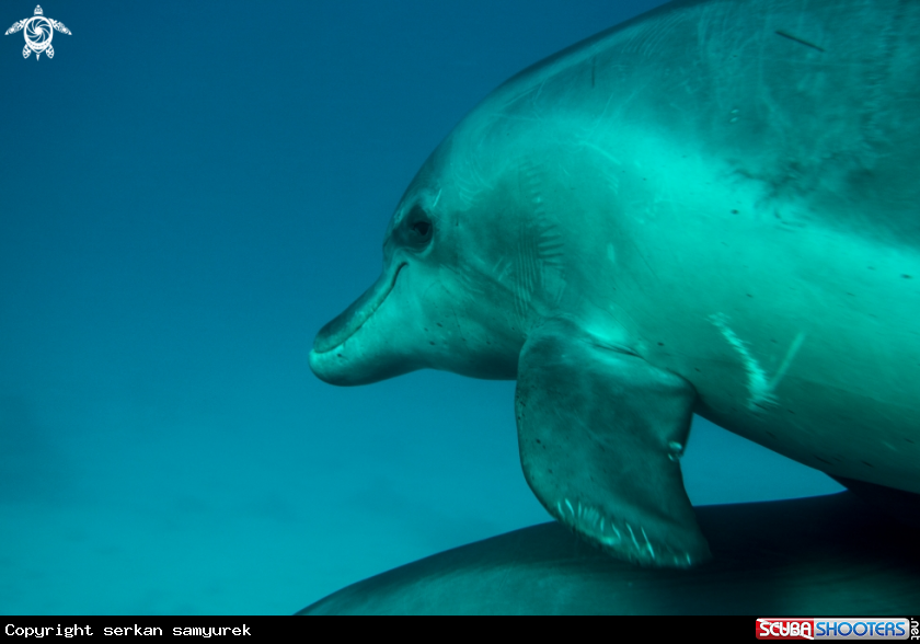 A dolphin