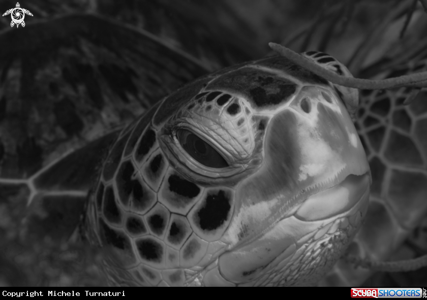A Turtle