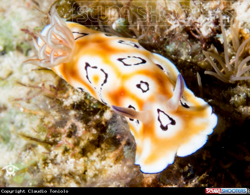 A Chromodoris Leopardus