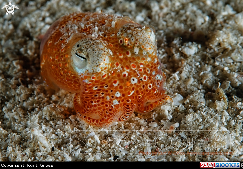 A Squid
