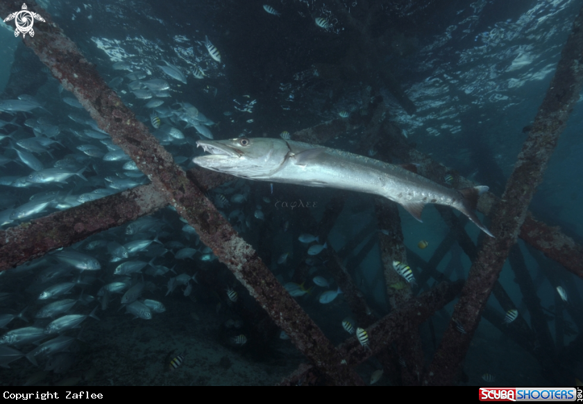 A baracuda 