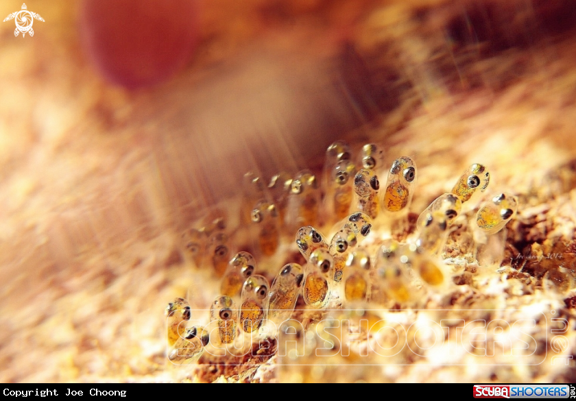 A Clownfish eggs