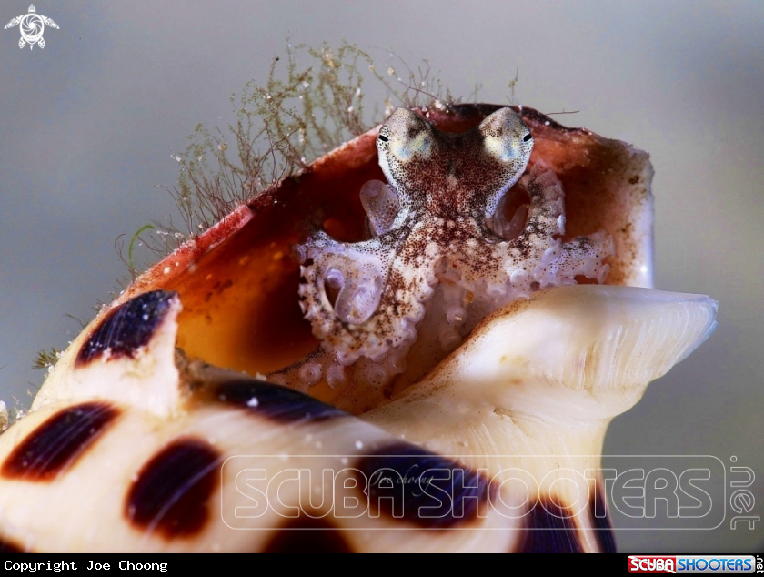 A Coconut octopus v Augers shell 