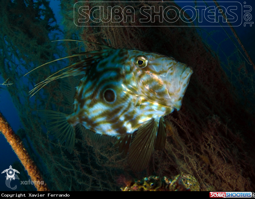 A underwater creature