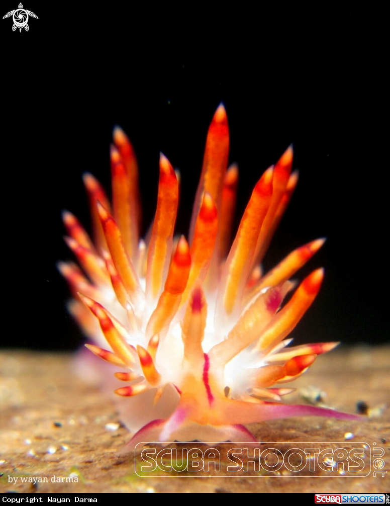 A Flabellina rubrolineata 