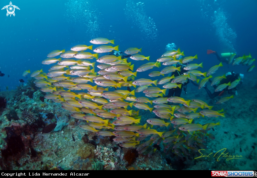 A yellow striped snappers
