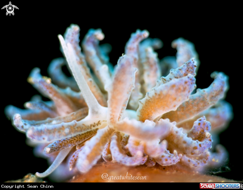 A Nudibranch