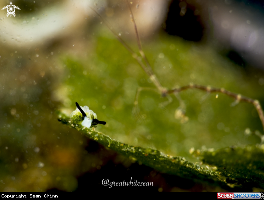 A Nudibranch and skeleton shrimp