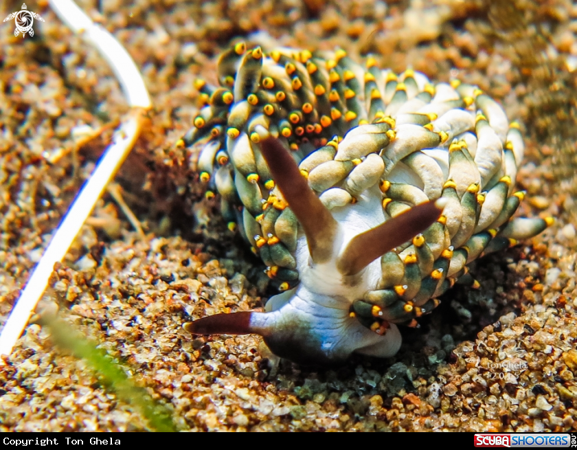 A Nudibranch 