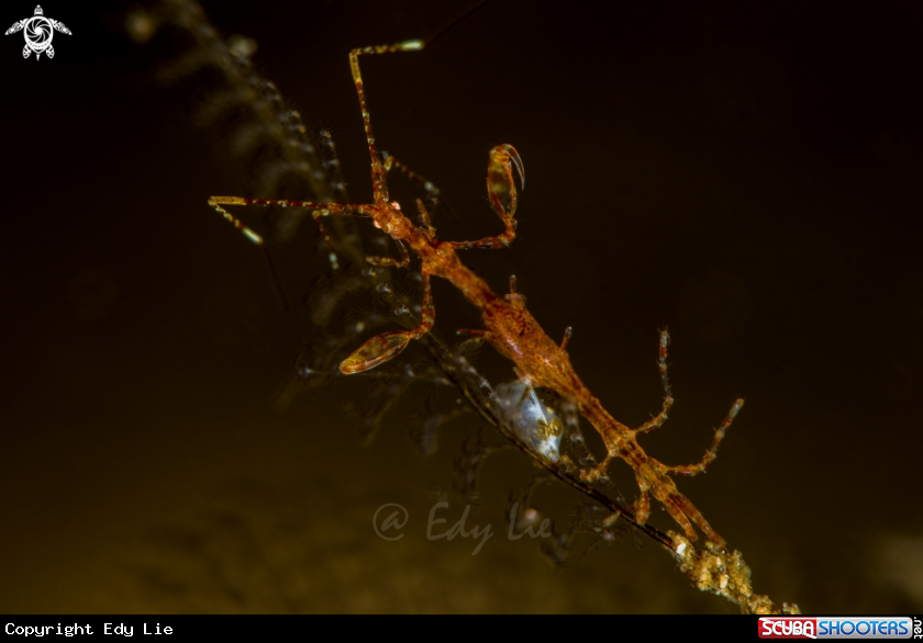 A Skeleton Shrimp