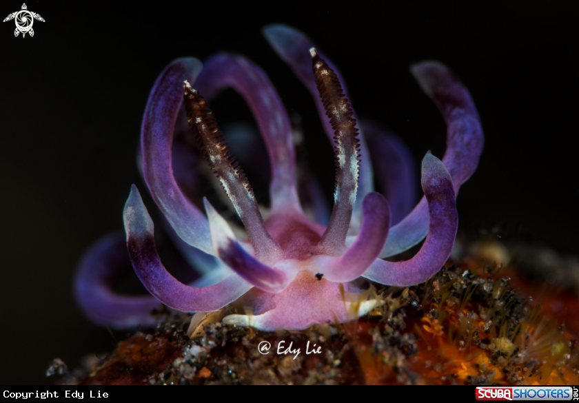 A Nudi