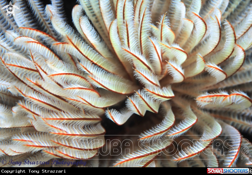 A Feather-duster worm