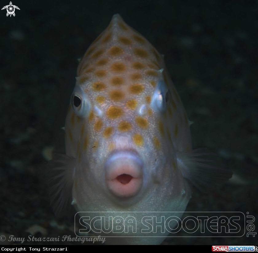 A Eastern Smooth Boxfish