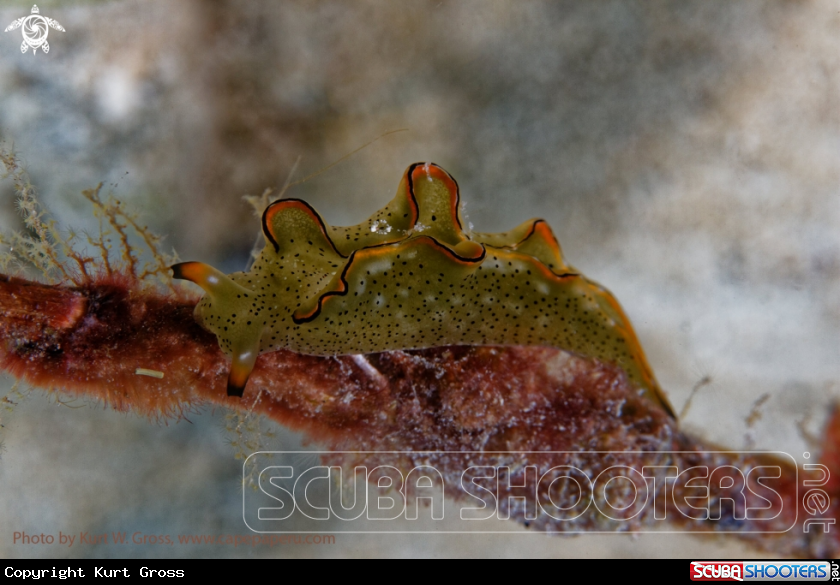 A Nudibranche