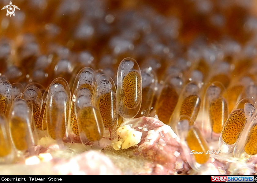 A Nemo's Egg