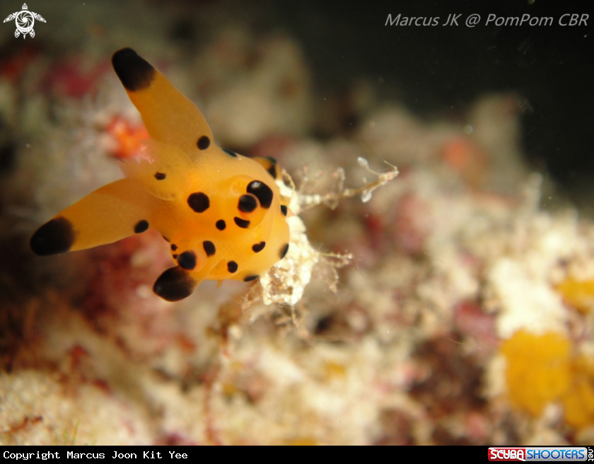 A Nudi
